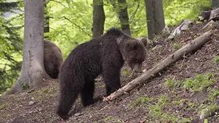 Medvěd na Malé Fatře
