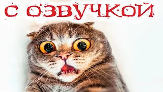 Приколы с котами! Смешные коты с ОЗВУЧКОЙ! СМЕШНЫЕ ЖИВОТНЫЕ 2022! Засмеялся проиграл – Доми шоу