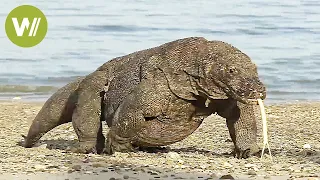 Der Komodowaran - riesige Giftschlange auf Beinen (Tierdokumentation in HD)