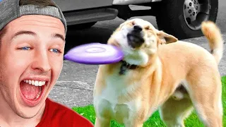 Try NOT To LAUGH (Funniest Animals Edition) movie
