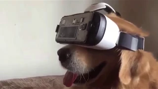 ANIMALS VR COMPILATION - Animals Reaction to Playing VR [Virtual Reality]