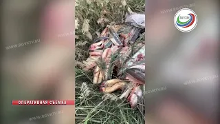 У браконьеров в Дагестане изъяли почти тонну осетровых
