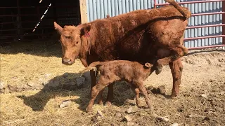 Cow won't take her calf? Watch this FIRST before giving up!!!