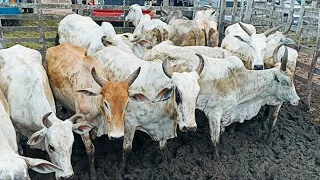 FEIRA DE GADO EM CACHOEIRINHA PE DIA 23/05/2024