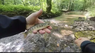 Magia pescuitului la PĂSTRĂV :Aventură și Relaxare în Natură