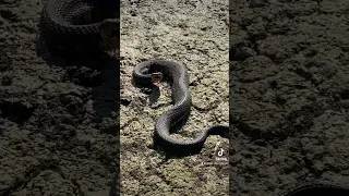 Massive Cottonmouth Snake