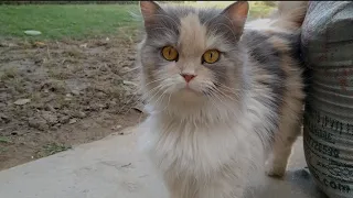 Mother Cat Is Tired She's Walking Away From Her Kittens