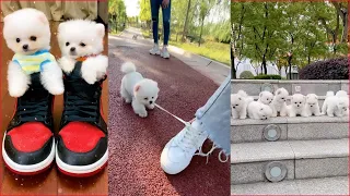 Tik Tok Chó Phốc Sóc min cute 😍 Funny and Cute Pomeranian #49