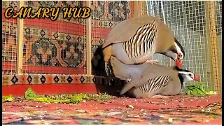 Chakor bird breeding video | educational video | pure Maskati chakor matting couple #patridge