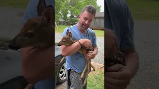 Baby Fawn Rescued #short