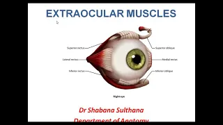 Extra ocular muscles, Ophthalmic artery Dr shabana Anatomy Head and Neck lectures