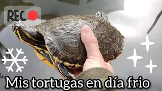 Pasando días fríos con las tortugas.🌵🙂🐢