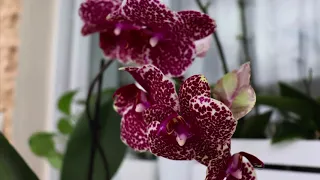 Орхідеї# які будуть радувати Вас своїм тривалим та Шикарним квітуванням: Ред Сезам, Сезам та інші…..
