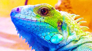 Рептилии Австралии. Домашние драконы/ADRIAN’S REPTILE WORLD (Дай лапу)