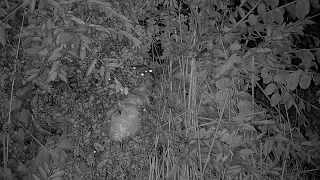 Frogs Making a Foam Nest!