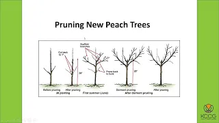 Fruit Tree Care & Maintenance