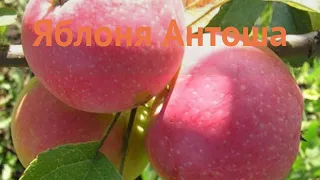 Яблоня обыкновенная Антоша (yablonya-antosha) 🌿 Антоша обзор: как сажать, саженцы яблони Антоша