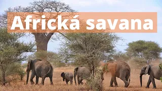 Africká savana