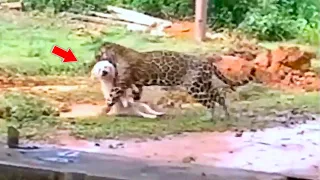 Хищники в деле, леопард ворует домашних собак За "5 минут"