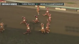T-Rex races take place at Emerald Downs