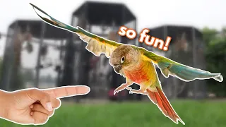 Green Cheek Conure FLIGHT TRAINING BASICS!