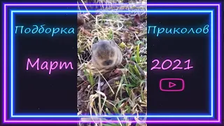 Подборка приколов за неделю Март 2021 #13 - Funny videos of the week March 2021 #13