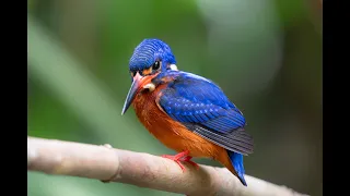 ルリカワセミ / Blue-eared Kingfisher の羽繕い