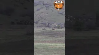 Elk during Wolf Hunt |  rr1hunt
