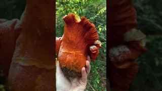 Foraging for Lobster Mushrooms (Hypomyces lactifluorum) in Humboldt, CA