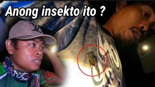 Kakaibang insekto Nakita namin sa gubat | ano kaya ito ?