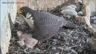 Osaka Peregrine Falcons/2024-04-25/ Sara shades chicks from sun