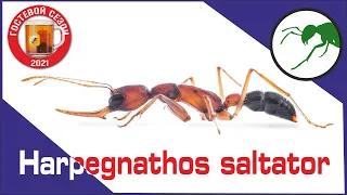 Муравьи harpegnathos saltator - индийские бульдоги