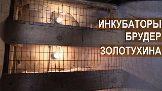 Инкубация яиц и выращивание молодняка курв хозяйстве Золотухиных. Чем пропаивать цыплят