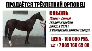 Продаётся орловский жеребец СОБОЛЬ