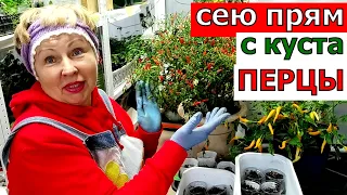 Будет очень горячо! Сею ПЕРЦЫ острые прям с куста!