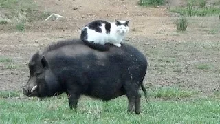 Funny FARM ANIMALS will make you LAUGH EXTREMELY HARD - Funny ANIMAL compilation