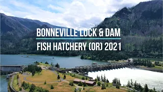 Bonneville Dam & Lock | Columbia River & Gorge | Sturgeon Fish Hatchery| Fish Ladder| American Shad