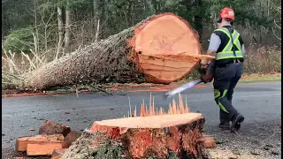 BIG DYING TREE 🌲 gets cuts down across  main road