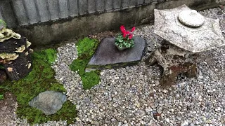 Бонсай. Японский сад своими руками.