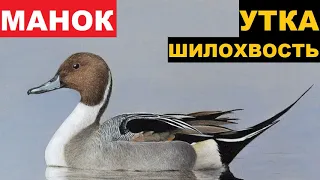 🔊ЗВУК (ГОЛОС) УТКА ШИРОКОХВОСТ ПРИЗЫВ