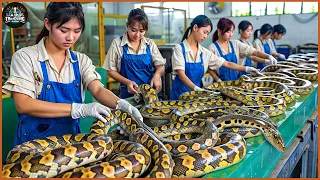 How Chinese Farmers Earn 3 Million Usd By Raising Snakes - Snake Farm | Processing Factory