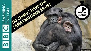 Do chimps have the same emotions as us? - 6 Minute English