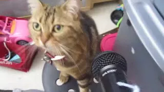 Molly the Bengal Cat loves to sing!