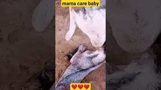 newly born baby goat feeding milk #goat #pets #animals #viral #trending #shorts #foryou ❤️❤️❤️🍼🍼🐐🐐🐐