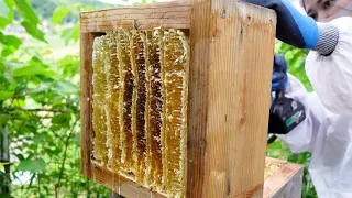 Summertime honey extraction, Traditional Japanese beekeeping, Apis cerana japonica.
