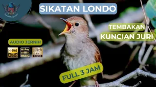 Sikatan Londo Gacor suara jernih | Masteran murai batu terbaik | Nightingale