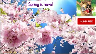 Spring and The Five Senses!