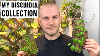 My Entire Dischidia Collection | Houseplant Show & Tell