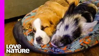 Mini Pig Overcomes Anxiety with Help from Dog | Oddest Animal Friendships | Love Nature