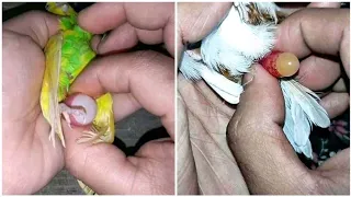 Egg Binding Issue in Birds - How to Take Care & Treatments Tips